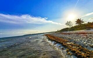 caribe playa puesta de sol totalmente inmundo sucio asqueroso algas marinas problema México. foto