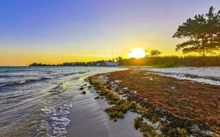 caribe playa puesta de sol totalmente inmundo sucio asqueroso algas marinas problema México. foto