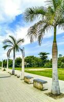 Tropical natural palm tree palms blue sky in Mexico. photo