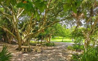 Tropical jungle walking path palm trees Tulum Mayan ruins Mexico. photo