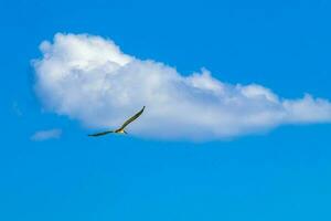 Flying seagull bird with blue sky background clouds in Mexico. photo