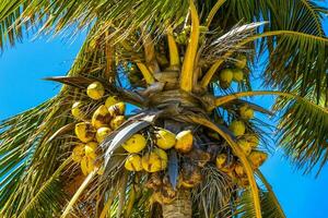 Tropical natural palm tree palms blue sky in Mexico. photo