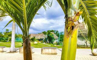 Tropical natural palm tree palms blue sky in Mexico. photo