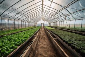 View of a large greenhouse from inside for vegetable production created with technology. photo
