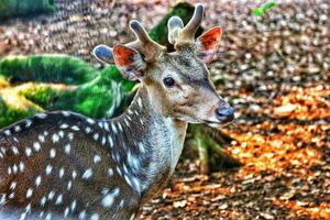 Rusa Totol with the scientific name Axis axis at Zoo in Ragunan. photo