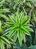 Spider plant or Parisian lily is a plant with the Latin name Chlorophytum comosum photo