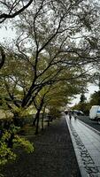 The condition of one of the Japanese gardens in Arashiyama in late spring. Some cherry blossom flowers are still in bloom photo