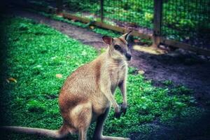 el suelo canguro, el ágil canguro, macropus Agilis además conocido como el arena Wallaby foto