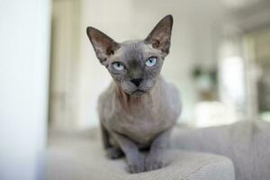 Sphynx cat is in interesting position in his house photo