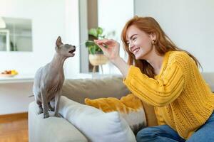 Playful Sphynx Cat Enjoying Playing On Sofa With Her Owner photo