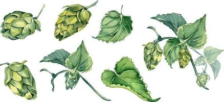 Set of hop cones and leaves watercolor illustration isolated on white background. Humulus plant, brunch of hop, vine hand drawn. Elements for beer label, festival, St Patricks day, Octoberfest vector