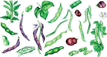 Black beans pod, green haricot watercolor illustration vector