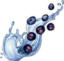 Acai berries on water splash watercolor illustration isolated on white. Exotic amazon small purple berries, tropical fruit hand drawn. Design element for wrapping, packaging, label, kitchen utensil vector