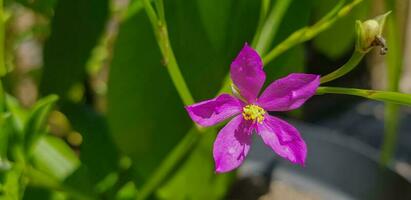 Talinum fruticosum flower, commonly known as Ceylon spinach, waterleaf, cariru, Gbure, Surinam purslane, Philippine spinach, Florida spinach, potherb fameflower, Lagos bologi, and sweetheart photo