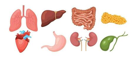 conjunto de humano interno órganos pulmones, corazón, hígado, riñones, estómago, páncreas, vesícula biliar, intestinos medicina concepto. digestivo, respiratorio, cardiológico, urológico anatomía iconos vector