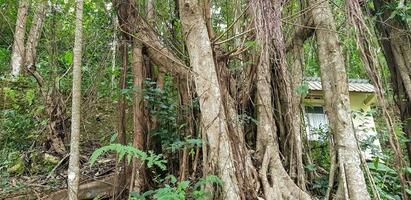 Sureste asiático tropical bosque, lluvia bosque, selva en Asia, húmedo bosque, verde selva de miedo hada cuento mirando bosque foto