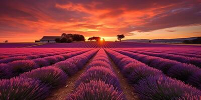 . . Beautiful pink lavender field. Wild nature adventure farm garden. Graphic Art photo