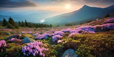 . . Beautiful rhododendron flowers over sunset mountains field landscape. Graphic Art photo