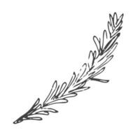 Doodle hand drawn tree branch with leaves on white background vector