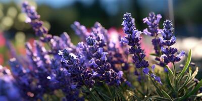 . . Lavender plant flower macro shot photo illustration. Graphic Art