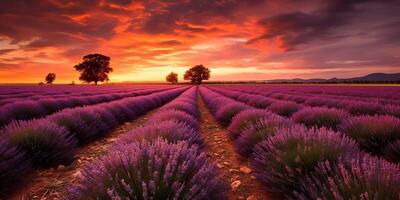 . . Beautiful pink lavender field. Wild nature adventure farm garden. Graphic Art photo