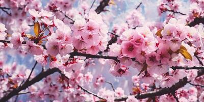 AI Generated. AI Generative. Traditional Japanese flower sakura cherry blossom tree. Graphic Art photo
