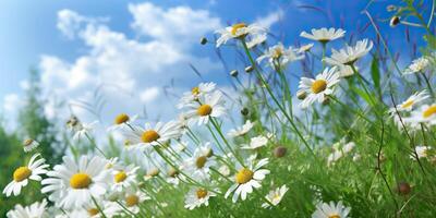 . . Wild daisies in the grass with a blue sky photo realistic illustration. Romantic