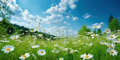 AI Generated. AI Generative. Wild daisies in the grass with a blue sky photo realistic illustration. Romantic