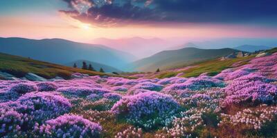 . . Beautiful rhododendron flowers over sunset mountains field landscape. Graphic Art photo