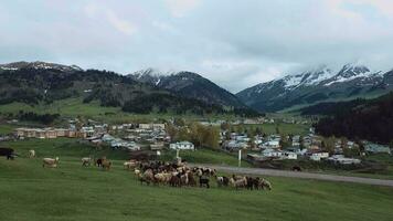 oveja pacer en el verde Valle de jyrgalan en Kirguistán, aéreo ver video