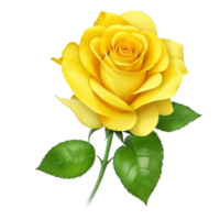 Romantic yellow rose isolated on transparent background for wedding and valentine anniversary botanical greeting card illustration, png