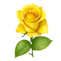 Romantic yellow rose isolated on transparent background for wedding and valentine anniversary botanical greeting card illustration, png