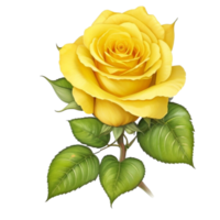 Romantic yellow rose isolated on transparent background for wedding and valentine anniversary botanical greeting card illustration, png