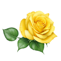 Romantic yellow rose isolated on transparent background for wedding and valentine anniversary botanical greeting card illustration, png