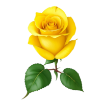 Romantic yellow rose isolated on transparent background for wedding and valentine anniversary botanical greeting card illustration, png