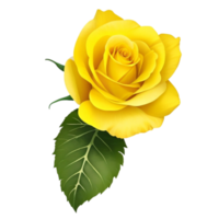 Romantic yellow rose isolated on transparent background for wedding and valentine anniversary botanical greeting card illustration, png