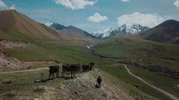Herd Of Cows Grazing High In The Mountains, Aerial View video