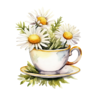 Watercolor chamomile tea. Illustration png