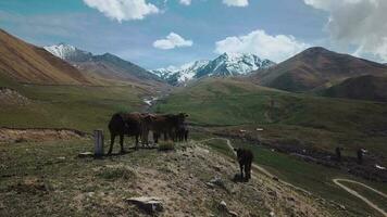 Herd Of Cows Grazing High In The Mountains, Aerial View video