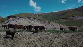 mandria di mucche pascolo alto nel il montagne, aereo Visualizza video