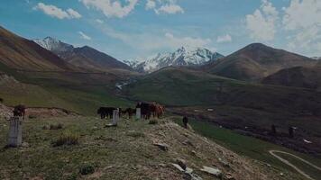 Herd Of Cows Grazing High In The Mountains, Aerial View video