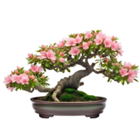 rhododendron indicum osakazuki som bonsai träd med rosa blommor. ai genererad png