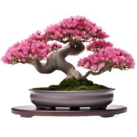 Rhododendron indicum Osakazuki as bonsai tree with pink flowers. AI Generated png