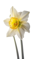 Stunning Image of Daffodil Flower on Background. . png