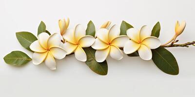 ai generado. ai generativo. plumeria frangipani flor árbol rama cerca macro disparo. hermosa florecer spa relajarse onda. gráfico Arte foto