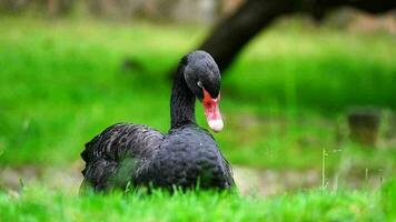 video di nero cigno nel zoo