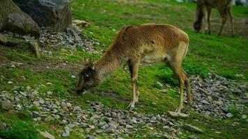 vídeo do Nilo lechwe dentro jardim zoológico video