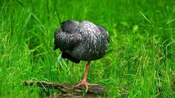 Video of Southern screamer in grass