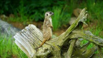 vídeo do meerkat dentro jardim zoológico video