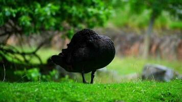 video di nero cigno nel zoo